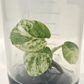 Epipremnum Pinnatum Marble Variegated Tissue Culture Plant 1 PCS.