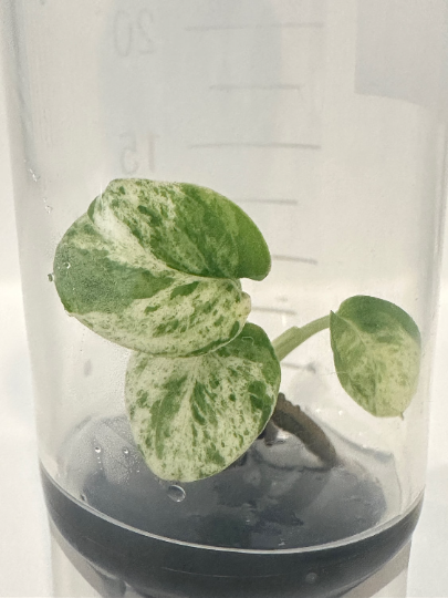 Epipremnum Pinnatum Marble Variegated Tissue Culture Plant 1 PCS.