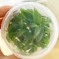 Philodendron Atabapoense Tissue Culture Plants 10 PCS.