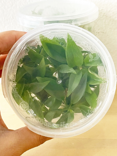 Philodendron Atabapoense Tissue Culture Plants 10 PCS.