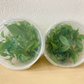 Philodendron Atabapoense Tissue Culture Plants 10 PCS.