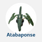 Philodendron Atabapoense Tissue Culture Plants 10 PCS.