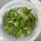 Philodendron Atabapoense Tissue Culture Plants 10 PCS.