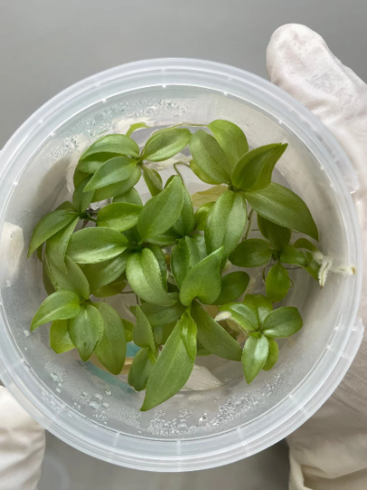 Philodendron Atabapoense Tissue Culture Plants 10 PCS.