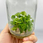 Syngonium Green Splash Tissue Culture Plants 10 PCS