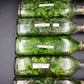 [SALE !!!] Bottle 40 plants Tissue Culture [Aglaonema Alocasia Anthurium Monstera Musa Philodendron]