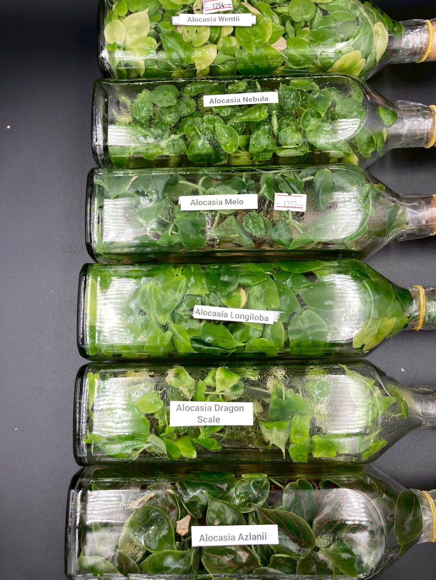 [SALE !!!] Bottle 40 plants Tissue Culture [Aglaonema Alocasia Anthurium Monstera Musa Philodendron]