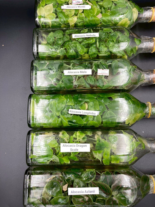 [SALE !!!] Bottle 40 plants Tissue Culture [Aglaonema Alocasia Anthurium Monstera Musa Philodendron]