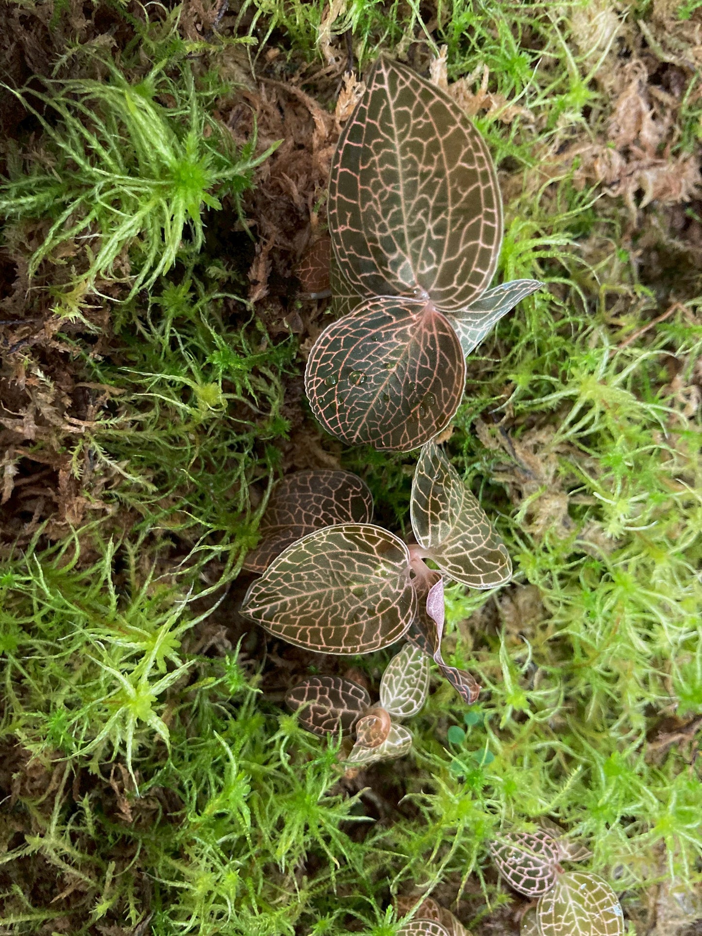 Jewel Orchid Anoectochilus Roxburghii Firebird Tissue Culture Plants 1 PC