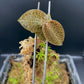 Jewel Orchid Anoectochilus Roxburghii Firebird Tissue Culture Plants 1 PC