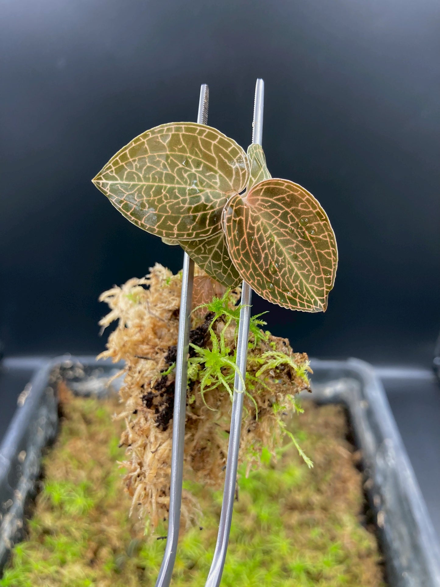 Jewel Orchid Anoectochilus Roxburghii Firebird Tissue Culture Plants 1 PC