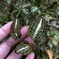 Jewel Orchid Anoectochilus Albolineatus Tissue Culture Plants