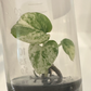 Epipremnum Pinnatum Marble Variegated Tissue Culture Plant 1 PCS.