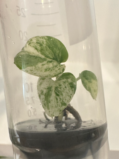 Epipremnum Pinnatum Marble Variegated Tissue Culture Plant 1 PCS.