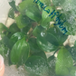 Philodendron Fibraecataphyllum Tissue Culture Plants 10 PCS