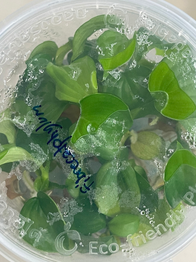 Philodendron Fibraecataphyllum Tissue Culture Plants 10 PCS