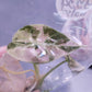[Promotion] Alocasia Variegated , Azlalnii Albo - Aurea , Chantrieri Pink , Watsoninna Var Doff , Pink Dragon Var