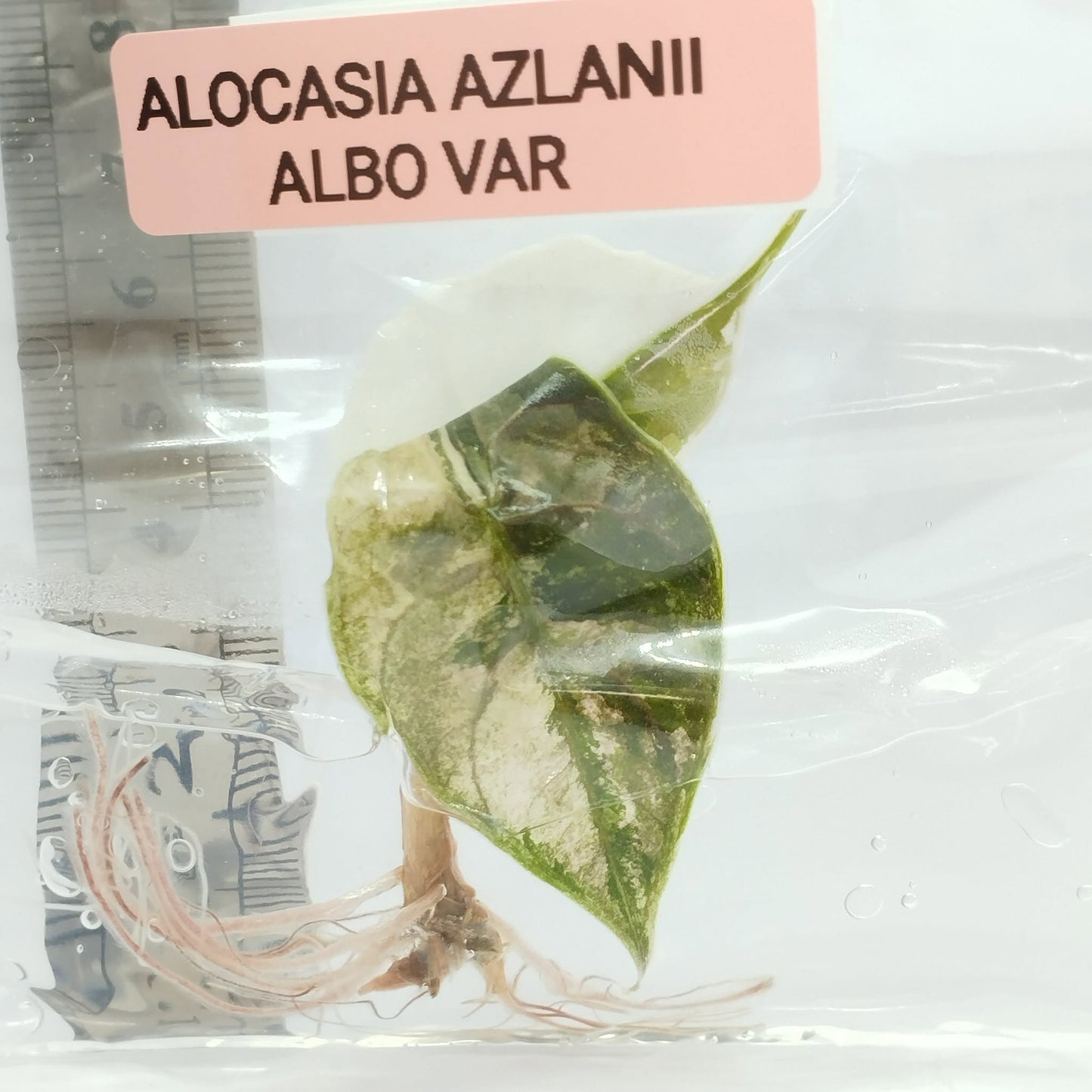 [Promotion] Alocasia Variegated , Azlalnii Albo - Aurea , Chantrieri Pink , Watsoninna Var Doff , Pink Dragon Var