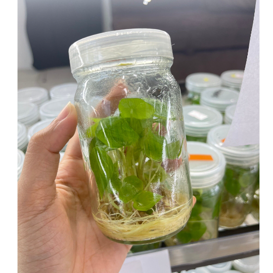 Alocasia Scalprum Tissue Culture Plants 10 PCS