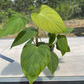 Philodendron Nangaritense Tissue Culture Plants 10 PCS.