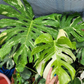 Monstera Thai Constellation Tissue Culture Plants 1 PCS