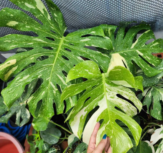 Monstera Thai Constellation Tissue Culture Plants 1 PCS