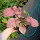 Syngonium Pink Tissue Culture Plants 10 PCS