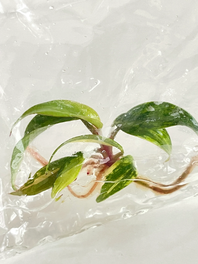 Philodendron Strawberry Shake Variegated Tissue Culture Plant 1 PCS