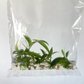 Philodendron Tortum Tissue Culture Plants 10 PCS