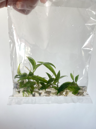 Philodendron Tortum Tissue Culture Plants 10 PCS