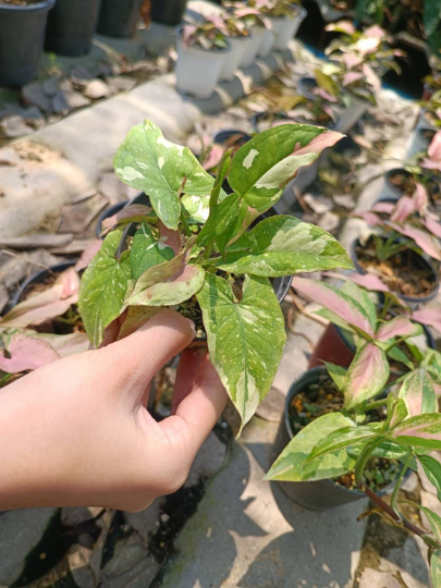 Syngonium Red Spot Tricolor Tissue Culture Plants 10 PCS.