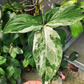 Syngonium Albo Podophyllum Variegated White Variegated Tissue Culture 1 PCS.