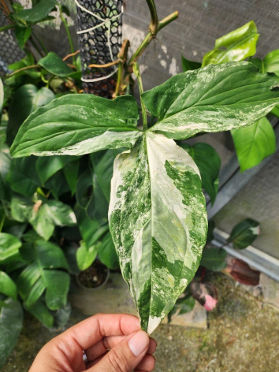 Syngonium Albo Podophyllum Variegated White Variegated Tissue Culture 1 PCS.