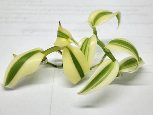 Vanilla Planifolia White Variegated Tissue Culture Plant 1 PCS.