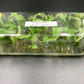 [SALE !!!] Bottle 40 plants Tissue Culture [Aglaonema Alocasia Anthurium Monstera Musa Philodendron]