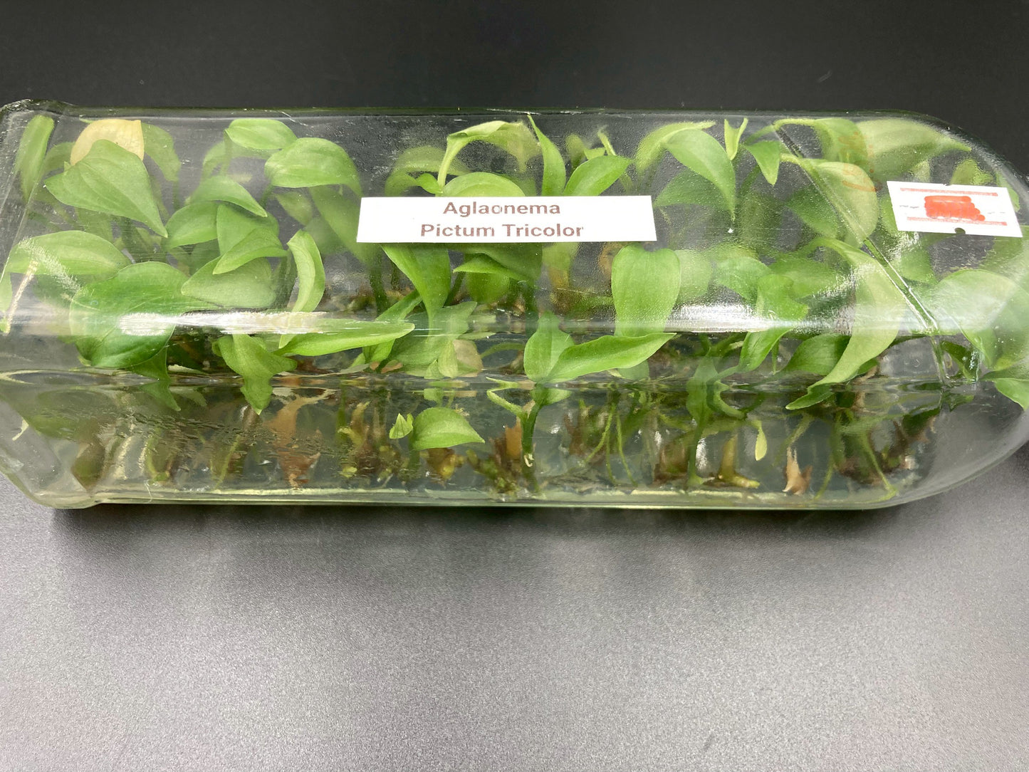 [SALE !!!] Bottle 40 plants Tissue Culture [Aglaonema Alocasia Anthurium Monstera Musa Philodendron]