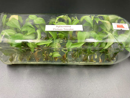 [SALE !!!] Bottle 40 plants Tissue Culture [Aglaonema Alocasia Anthurium Monstera Musa Philodendron]