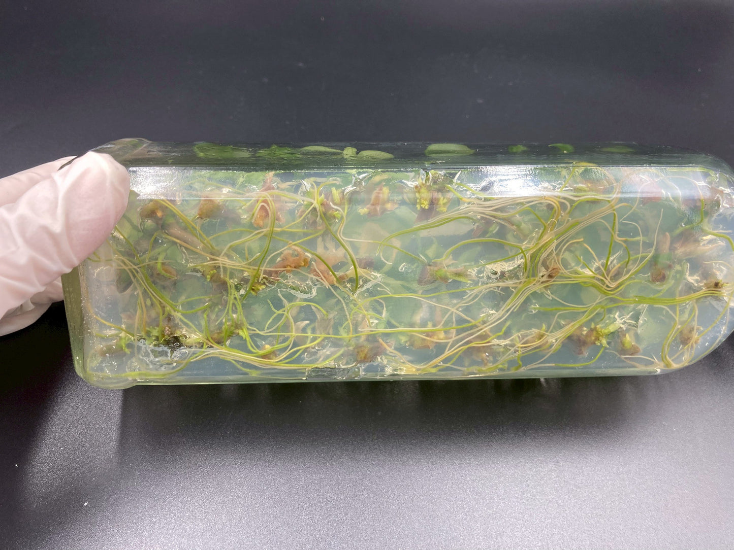 [SALE !!!] Bottle 40 plants Tissue Culture [Aglaonema Alocasia Anthurium Monstera Musa Philodendron]