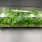 [SALE !!!] Bottle 40 plants Tissue Culture [Aglaonema Alocasia Anthurium Monstera Musa Philodendron]