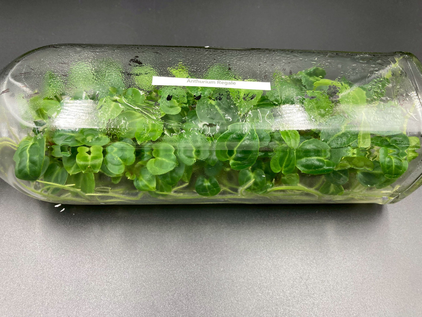 [SALE !!!] Bottle 40 plants Tissue Culture [Aglaonema Alocasia Anthurium Monstera Musa Philodendron]