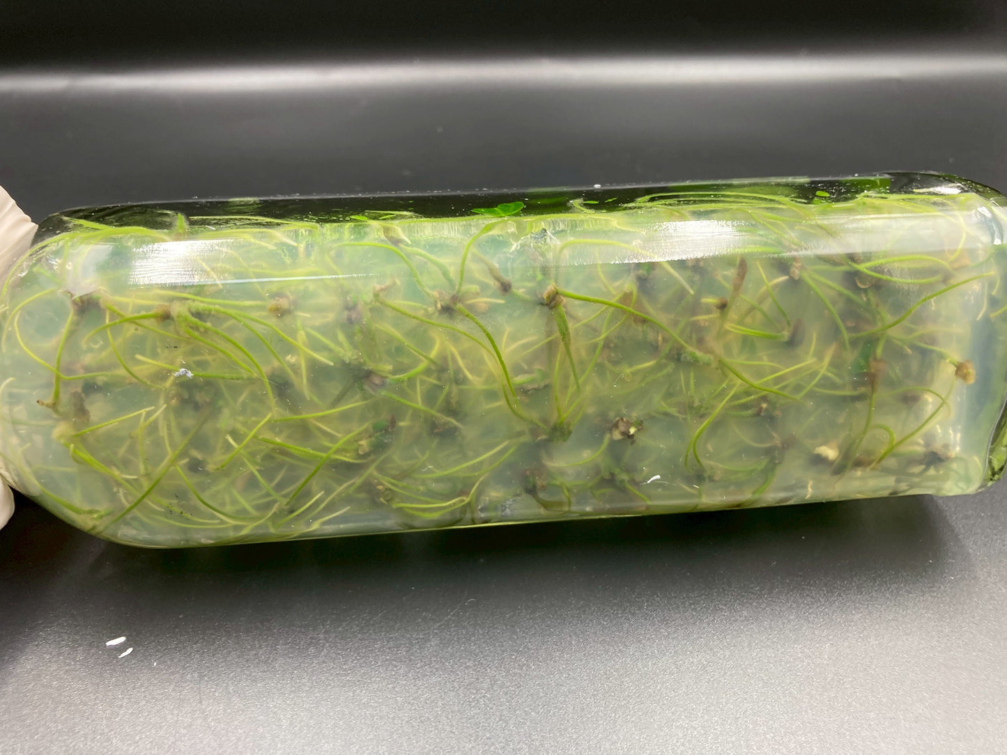 [SALE !!!] Bottle 40 plants Tissue Culture [Aglaonema Alocasia Anthurium Monstera Musa Philodendron]
