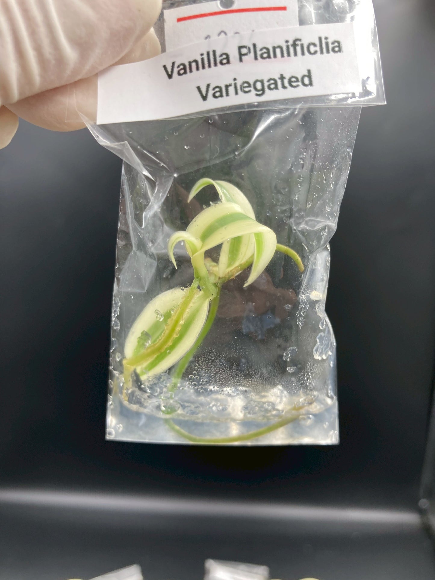 Vanilla Planifolia White Variegated Tissue Culture Plant 1 PCS. Orchid