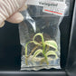 Vanilla Planifolia White Variegated Tissue Culture Plant 1 PCS. Orchid