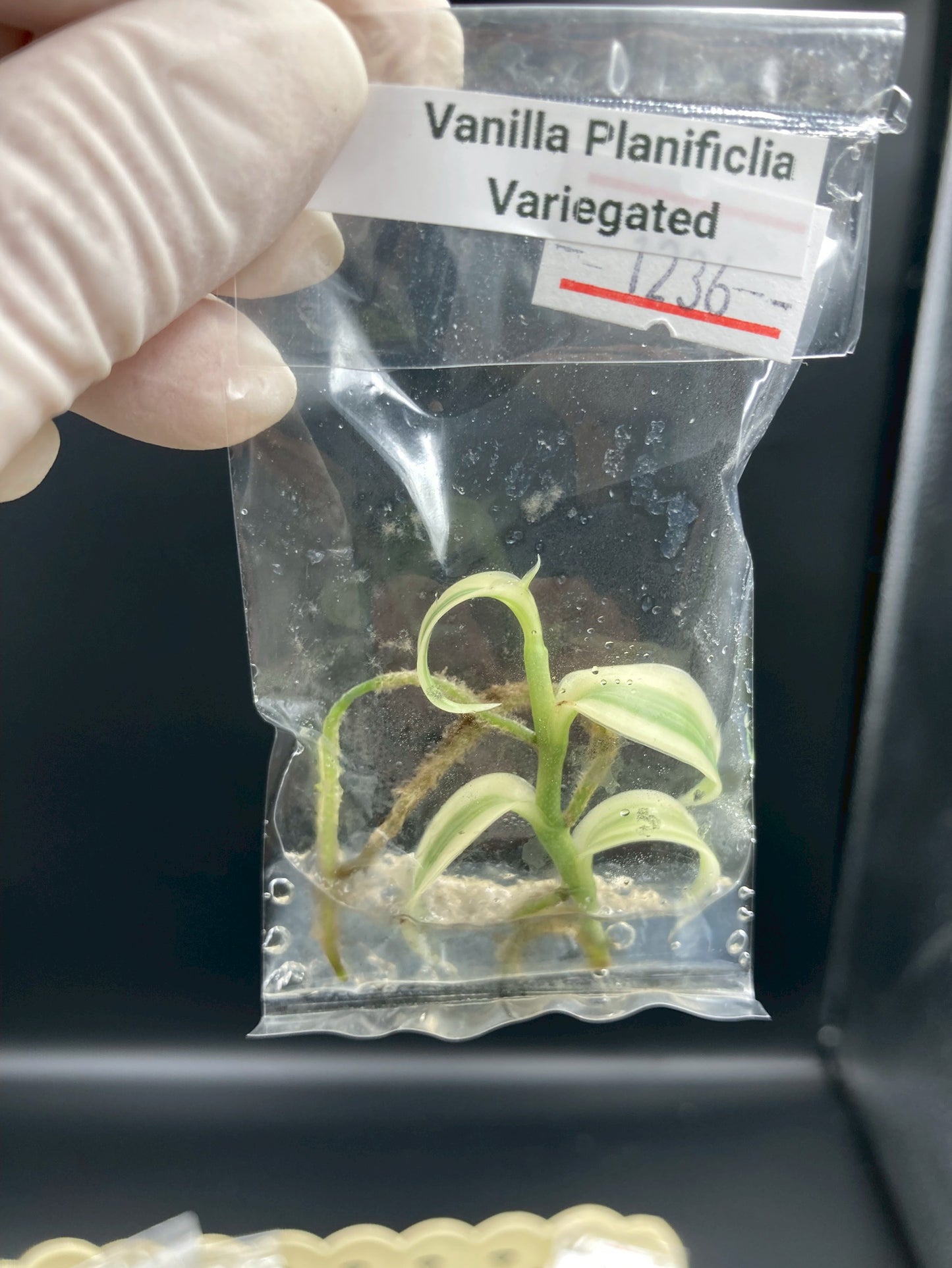 Vanilla Planifolia White Variegated Tissue Culture Plant 1 PCS. Orchid