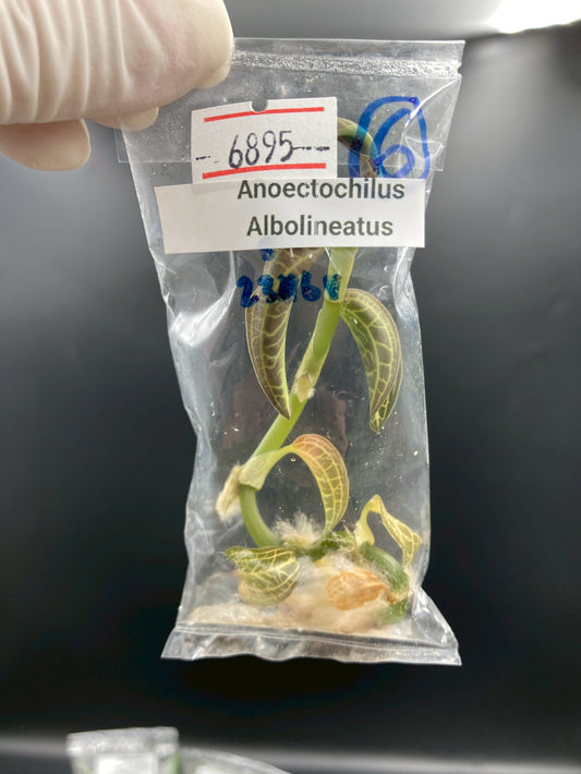 Jewel Orchid Anoectochilus Albolineatus Tissue Culture Plants 1 PC