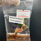 Jewel Orchid Anoectochilus Formosanus Tissue Culture Plants