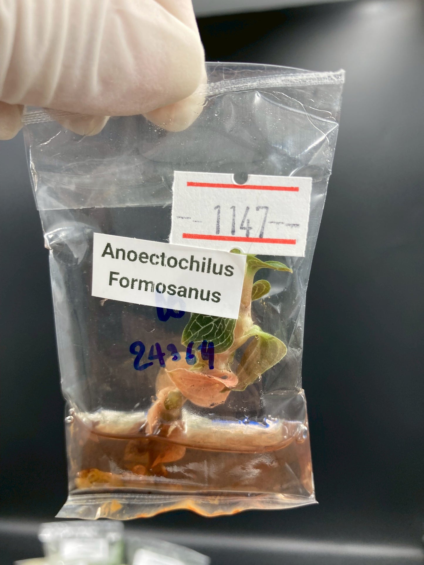 Jewel Orchid Anoectochilus Formosanus Tissue Culture Plants