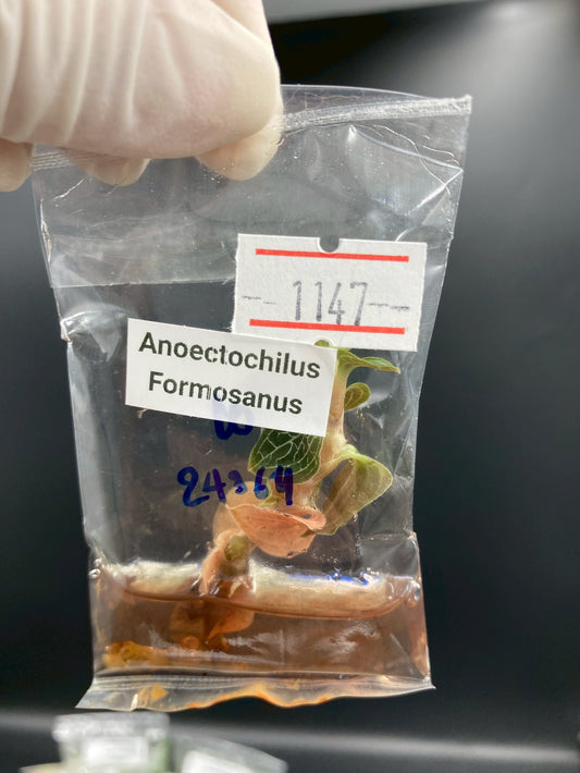 Jewel Orchid Anoectochilus Formosanus Tissue Culture Plants 1 PC