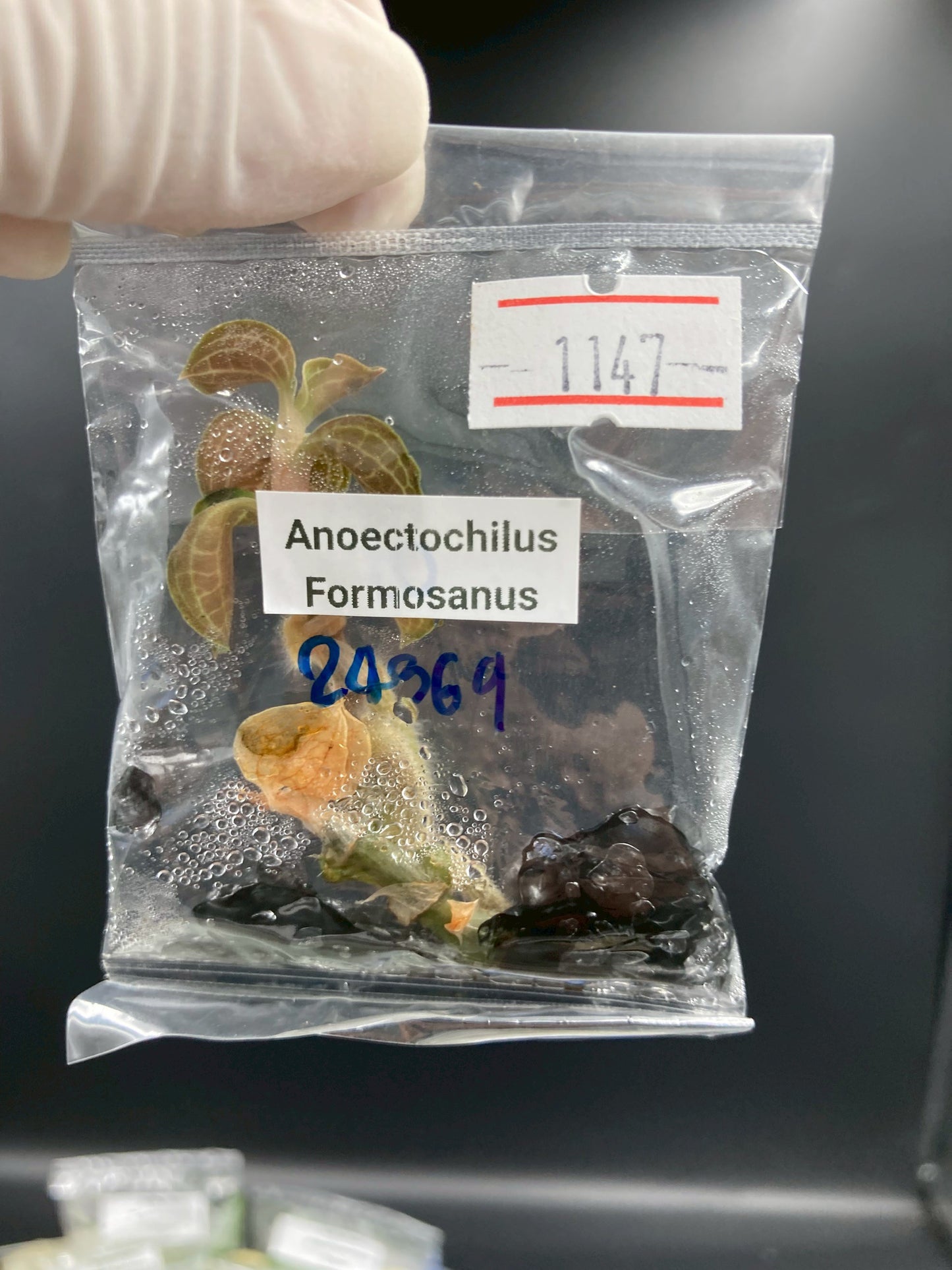 Jewel Orchid Anoectochilus Formosanus Tissue Culture Plants