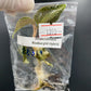 Jewel Orchid Anoectochilus Roxbrghii Hybrid Tissue Culture Plants 1 PC